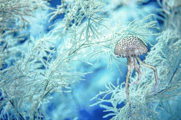Laurent Ballesta Ocean's mysteries